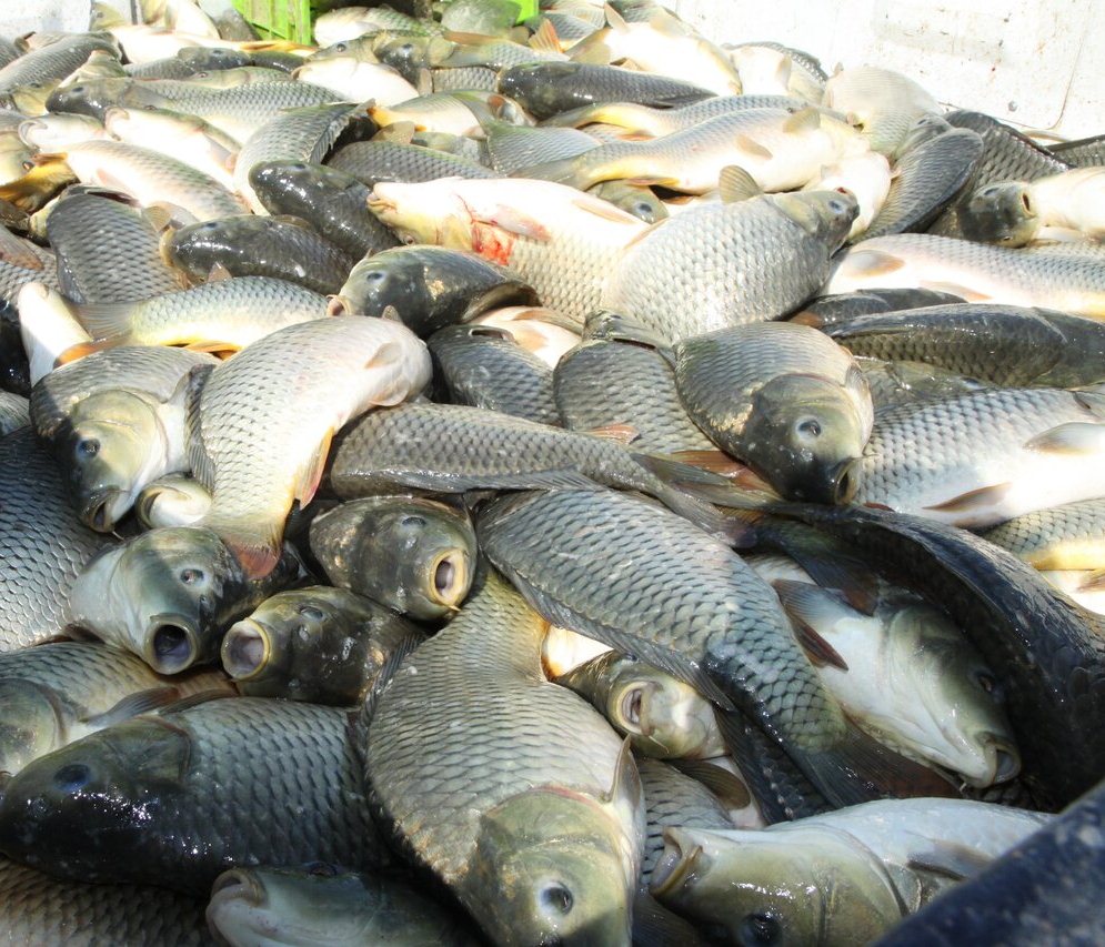 تولید بیش از ۶۶ هزار تن ماهی گرمابی در استان