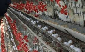 صدور مجوز برای ایجاد زنجیر تولید تخم مرغ در مراغه