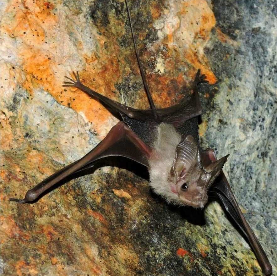 تنها غار مخوف خفاش ایران در دهلران