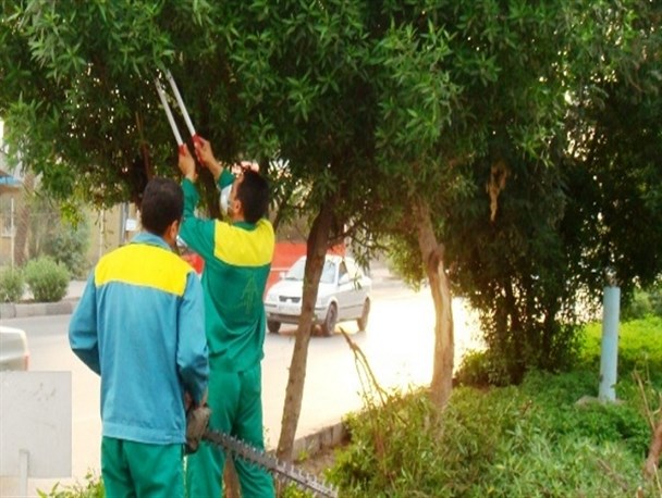 هرس ۱۱۵ هزار اصله درخت کنوکارپوس در اهواز
