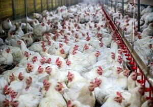 بیماری کانی بالیسم  علت همدیگرخواری در مرغداری ها