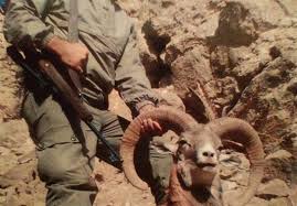 دستگیری شکارچیان غیرمجاز در منطقه حفاظت شده کرکس نطنز