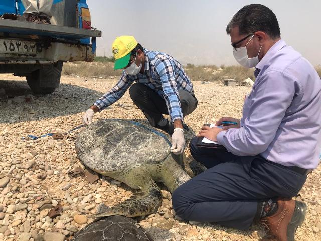 رهاسازی ۱۵ لاکپشت سبز بیومتری در ساحل پارک ملی دریایی نایبند