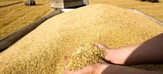 افزایش ۴۸ درصدی خرید گندم از کشاورزان یزدی در سال ۹۹