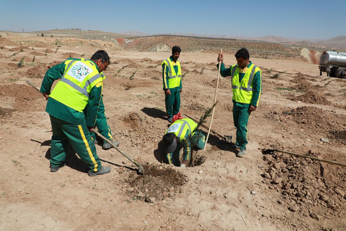 استمرار نهضت درختکاری در شیراز