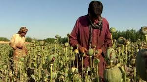 بحران کرونا و افزایش کشت خشخاش در افغانستان