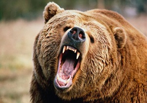 حمله خرس خشمگین به شهروند پیرانشهری