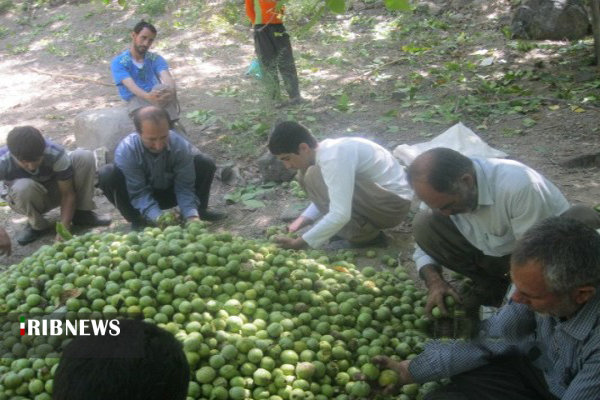 آغاز برداشت گردو از شهر جهانی گردو