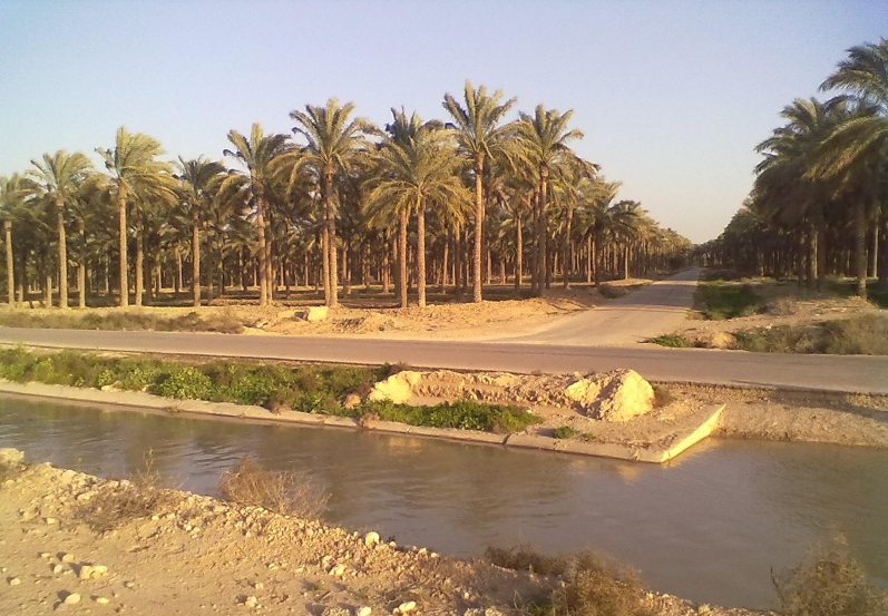 آبیاری ۲.۵ میلیون اصله نخیلات در استان بوشهر