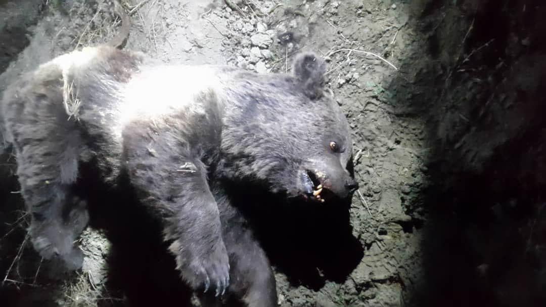 کشف لاشه یک قلاده خرس قهوه‌ای در قرخود