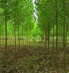 شناسایی ۳۲ هکتار اراضی مستعد سوادکوه شمالی برای زراعت چوب
