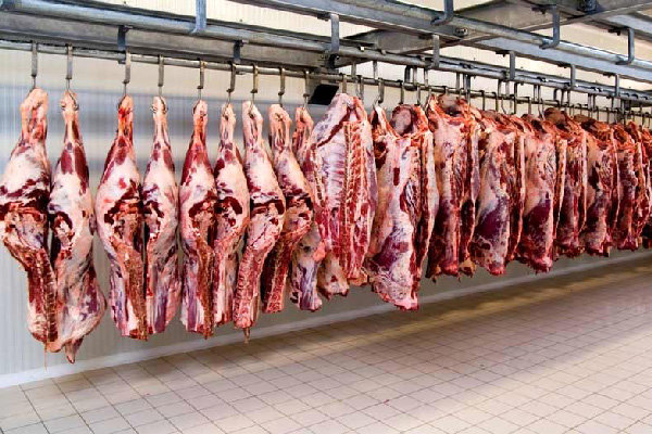 رشد ۴۱ درصدی تولید گوشت قرمز