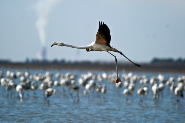 افزایش مهاجرت پرندگان به تالاب شادگان