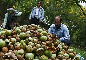 پیش بینی تولید بیش از ۸ هزار تن گردو