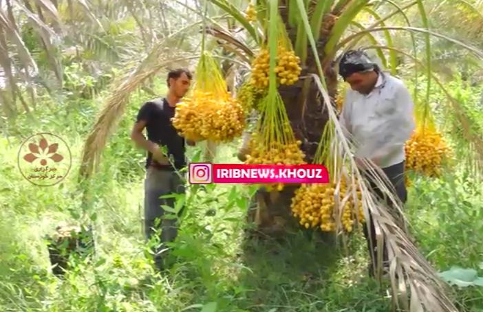 برداشت خرما از نخلستان‌های شوشتر