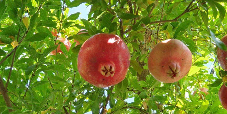 کاهش تولید انار در باغات شهرستان سیروان