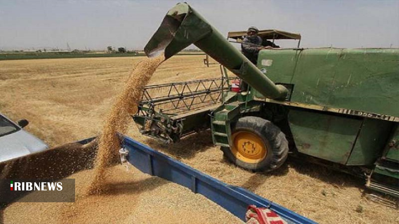 افزایش ۱۸ درصدی خرید گندم در آذربایجان شرقی