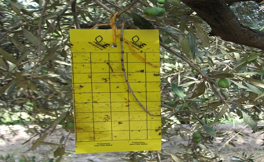 اجرای طرح مبارزه با آفت مگس زیتون در باغ‌های استان قزوین 