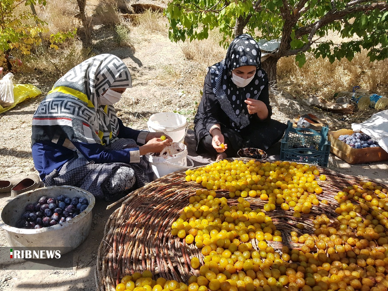 پیش بینی برداشت ۹۰۰ تن آلوبخارا از باغات خراسان جنوبی