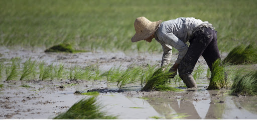 تولید برنج مرغوب و با کیفیت در باغملک