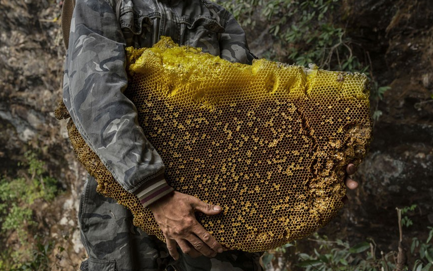 تخریب کندو‌های عسل وحشی ممنوع است