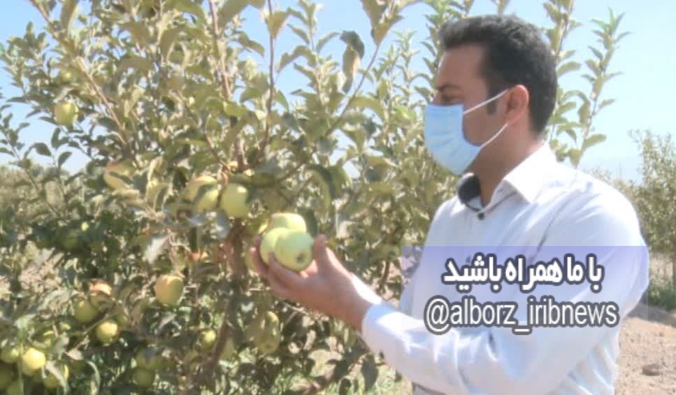 تولید ۲ هزار تن سیب در مهرشهر کرج