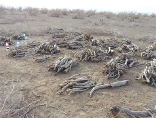 دستگیری ۴ تخریب گر محیط زیست در ششتمد