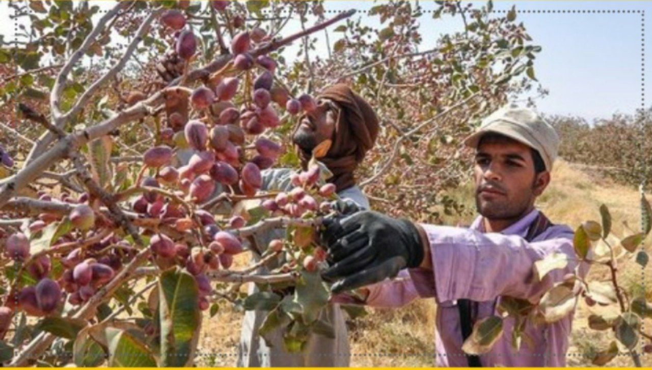 برداشت ۶۷۰۰ تن پسته از باغات شهرستان نیشابور