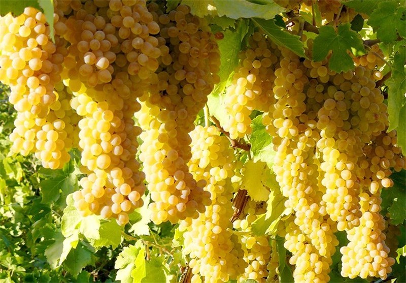 اجرای طرح فراز در ۴۷۰ هکتار از باغ های انگور استان همدان