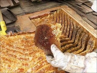 تولید عسل در ملکشاهی
