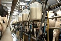 نگرانی دامداران کرمان از پایین بودن قیمت شیر