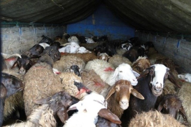 توقیف کامیون حامل گوسفند قاچاق درلارستان