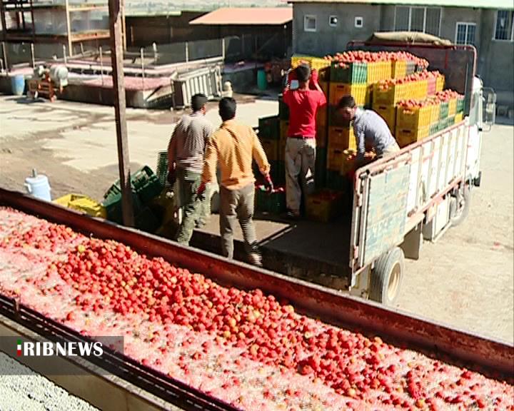 خروج 45 هزار تن گوجه فرنگی از خراسان شمالی