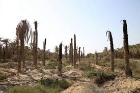 نابودی نخلستان‌های خوزستان