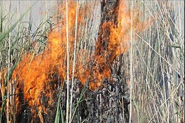 مهار  آتش در  نیزار‌های جاده ساحلی پارک مالیات