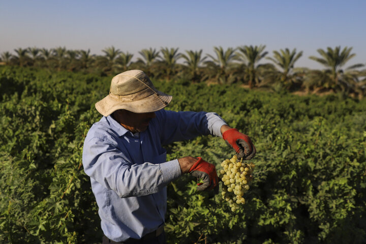 خوزستان تولیدکننده ۱۳.۵ درصد محصولات کشاورزی کشور