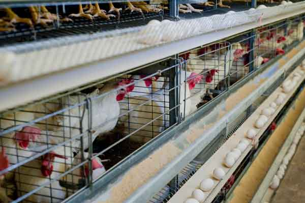 تولید ۲۵۰ تن تخم مرغ در تایباد