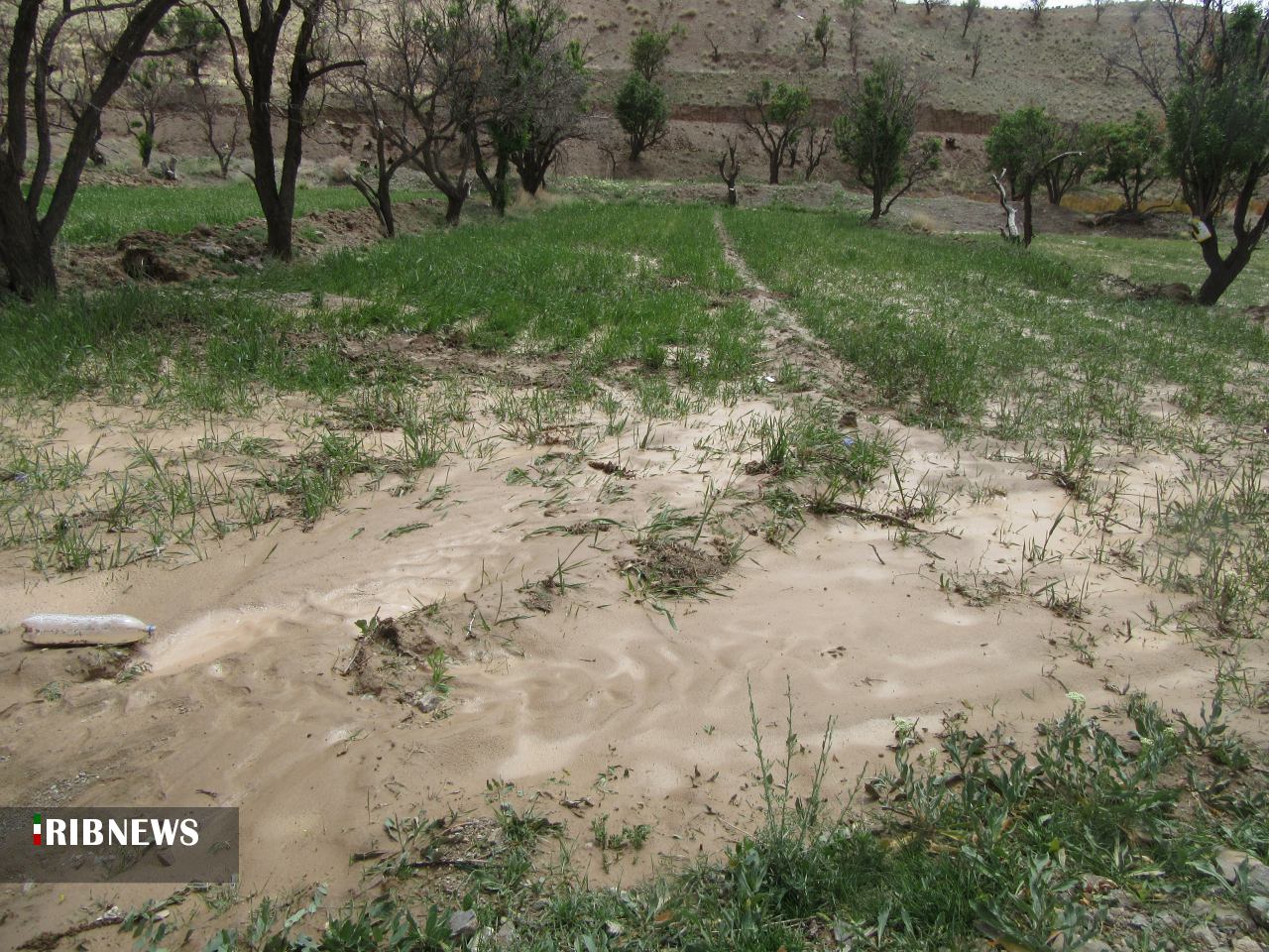 خسارت بارندگی شبانه روز گذشته به بخش کشاورزی و باغات