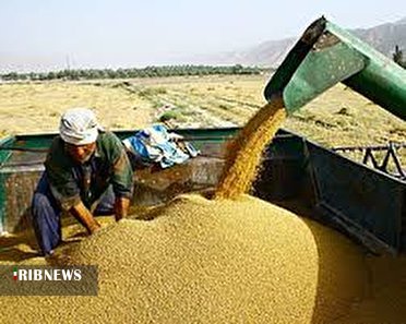 خرید بیش از 719 هزار تن گندم از کشاورزان