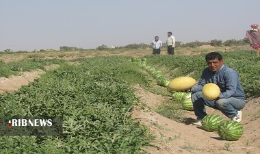افزایش 23 درصدی تولیدات زراعی خراسان جنوبی