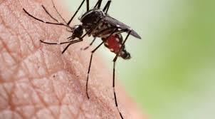 کنترل عفونت مالاریا با سلول‌های ایمنی پشه