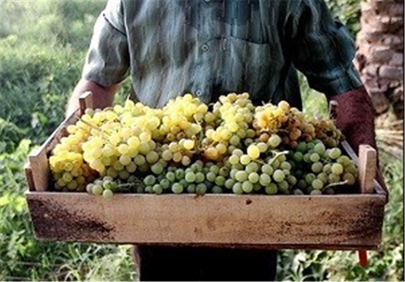 پیش بینی برداشت ۴۰۰ هزار تن انگور در استان قزوین