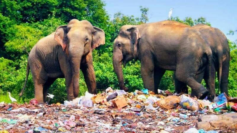 ممنوع شدن واردات محصولات پلاستیکی به سریلانکا