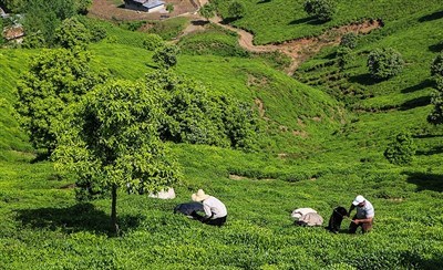 پرداخت بخشی از مطالبات چایکاران