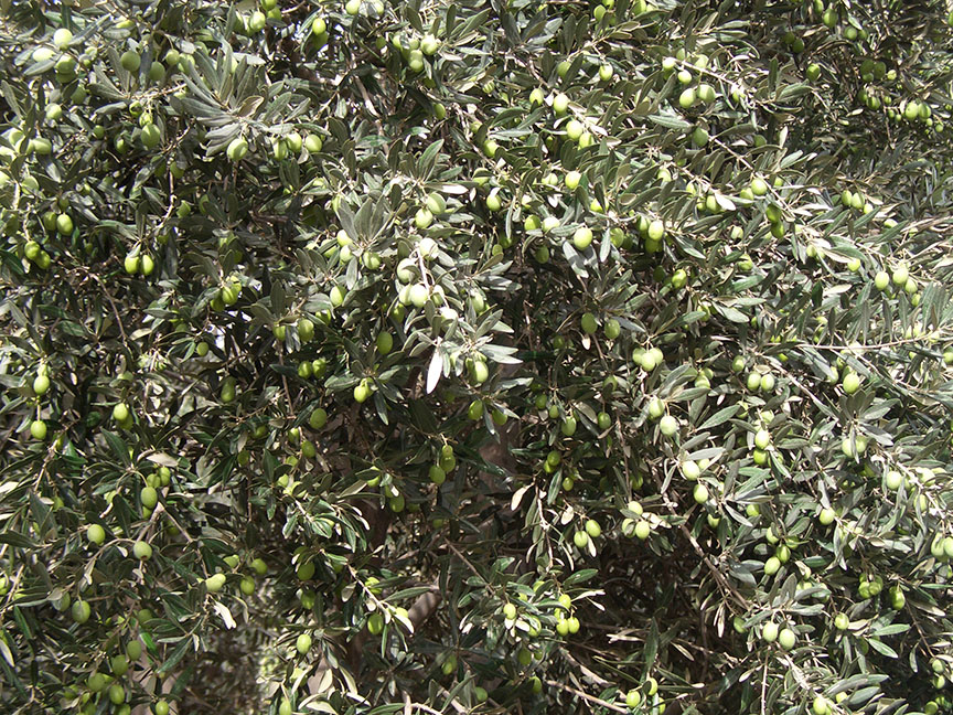 آغاز  برداشت زیتون سبز در استان قزوین 