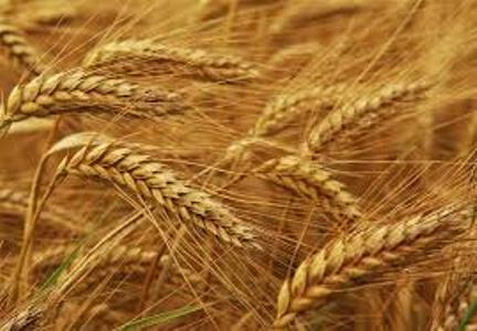 توزیع بذر گندم در خراسان رضوی
