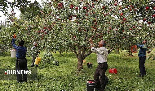 پیش بینی برداشت ۱۲۰ هزار تن سیب در کهیگلویه وبویراحمد