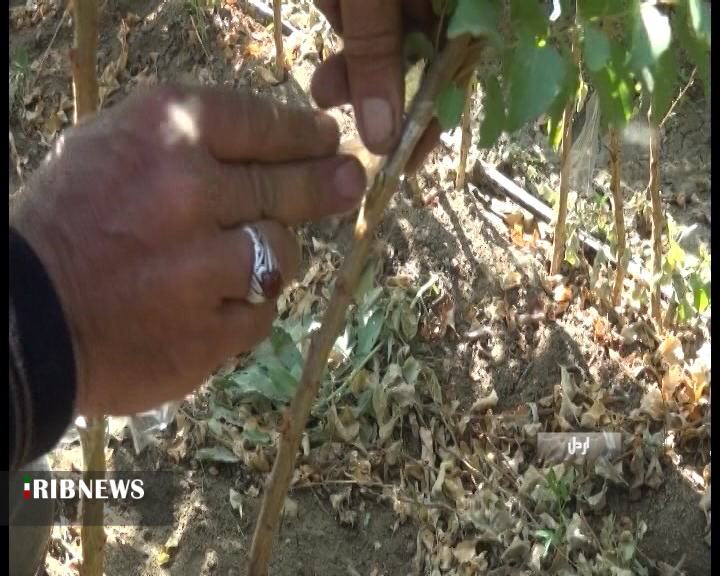 تولید ۱۴۰ هزار اصله نهال میوه در شهرستان اردل + فیلم
