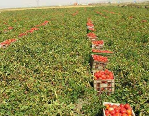 افزایش  ۱۵ درصدی تولید گوجه فرنگی درمنطقه رخ  تربت حیدریه