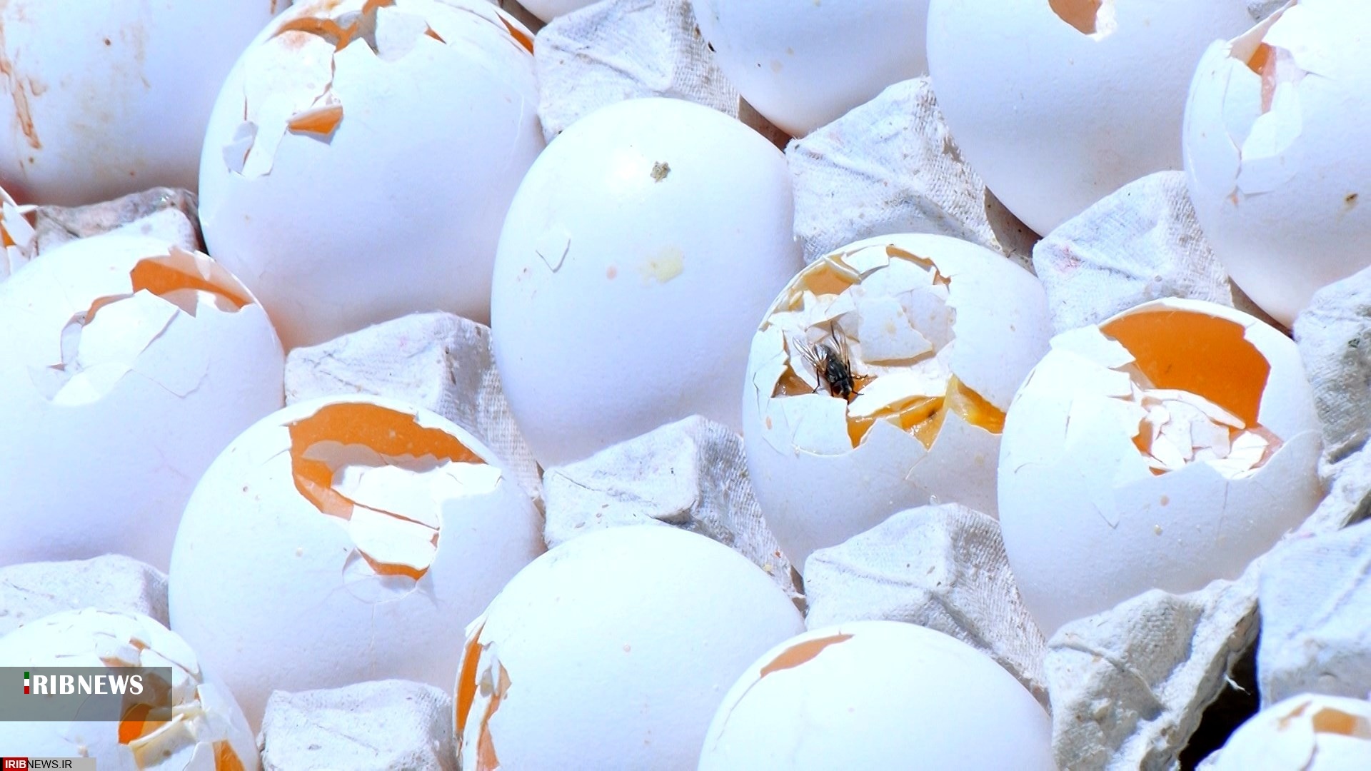 کشف و ضبط بیش از یک هزار و 500 تخم مرغ در استان